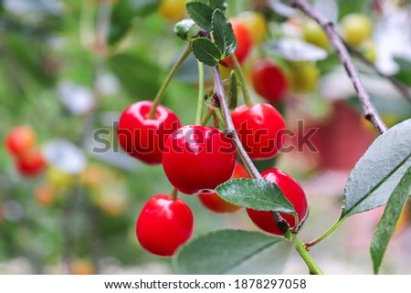 Closeup of a cluster of red sour cherries on a tree