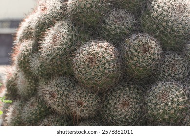 Close-up of a cluster of round green cacti with sharp spines, sunlit, highlighting natural textures and patterns, ideal for desert-themed designs or nature concepts.