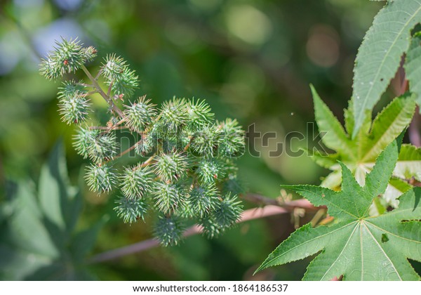 Closeup Cluster Seed Pods Castor Bean Stock Photo (Edit Now) 1864186537