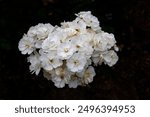 Closeup of the cluster of white flowers with yellow stamen of the repeat summer flowering garden hybrid musk rose rosa pax.