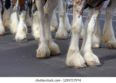 Closeup Of Clydesdale Hooves