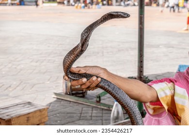 Close-up of the cobra of a snake charmer in morocco in summer - Shutterstock ID 2354426217
