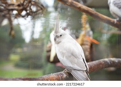 A Close-up Of A Cockatoo Bird (Cacatuidae) In A Cage