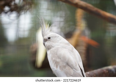 A Close-up Of A Cockatoo Bird (Cacatuidae) In A Cage