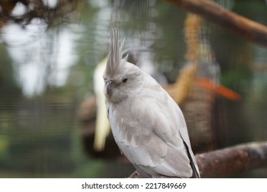 A Close-up Of A Cockatoo Bird (Cacatuidae) In A Cage