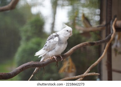 A Close-up Of A Cockatoo Bird (Cacatuidae) In A Cage