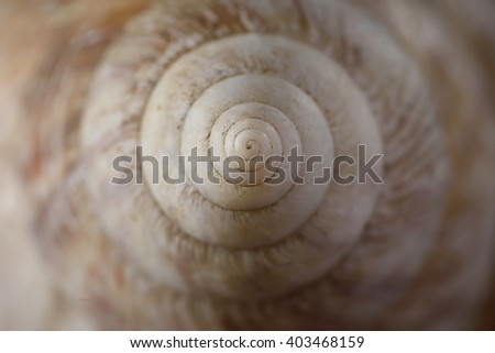 Image, Stock Photo snail shell Snail