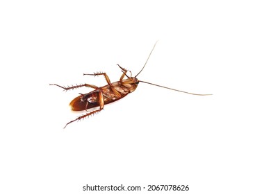 8,974 Roach legs Images, Stock Photos & Vectors | Shutterstock