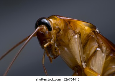 Closeup Of Cockroach Macro Shot.