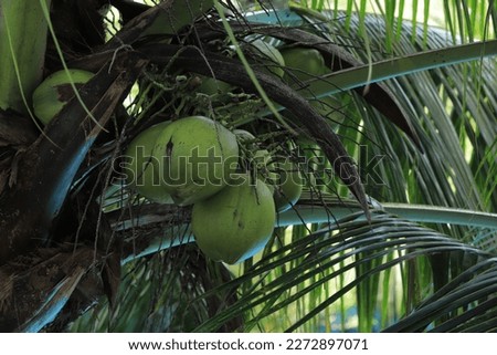 Close-Up Of Coconuts Growing On Tree. coconuts palm tree are Perennial plant and fruit, coconut bunch on uprisen angle, fragrant coconut.