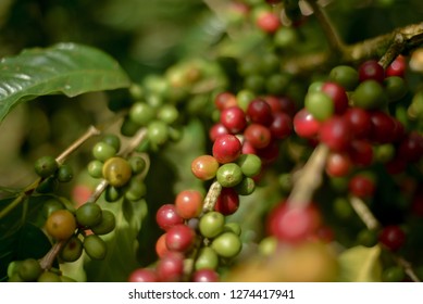 Closeup To Coffee Fruit In Coffee Farm And Plantations In Jinotega, Nicaragua.