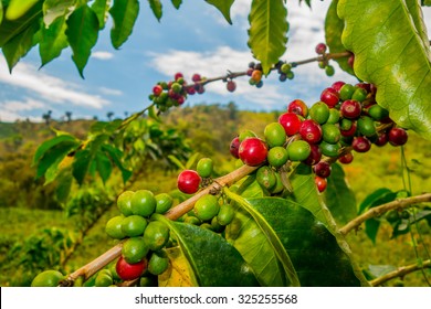 Closeup Of Coffee Fruit In Coffee Farm And Plantations In Manizales, Colombia