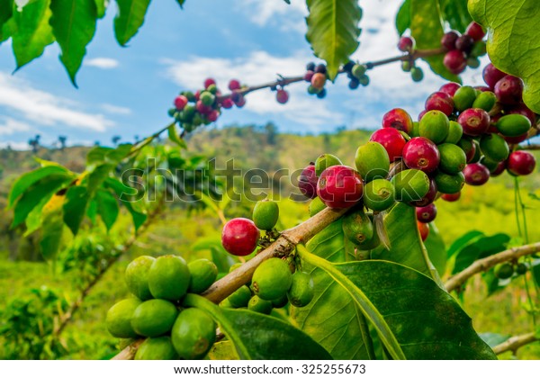 Closeup of coffee fruit in coffee farm and\
plantations in Manizales,\
Colombia