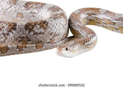 Closeup Coiled Corn Snake Isolated On Stock Photo (Edit Now) 390009532