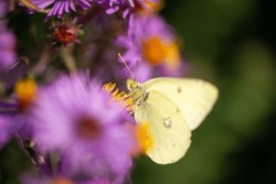 Close-up Of A Colias Philodice Or Common, Clouded Sulphur Clinging To A Magenta Pink Symphyotrichum Novi-belgii New York Aster Flower 