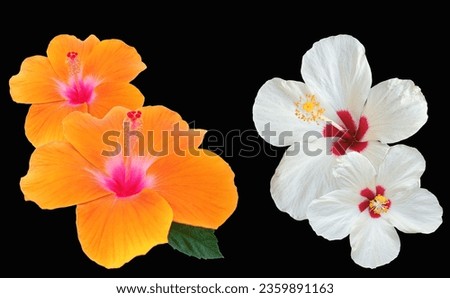 Closeup of collage white orange hibiscus flower blossom blooming isolated on black background, stock photo, spring summer flower, four plants