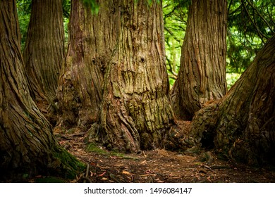Closeup, collection of trees in a forest