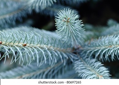 Closeup of Colorado Blue Spruce Tree