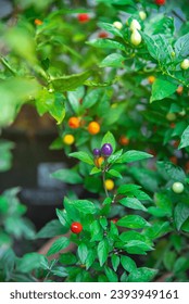 Close-up colorful 5 color Chinese pepper load of fruits in many hues rainbow, turning from cream, purple, yellow, orange, and red, lush green foliage, compact ornamental plant. Backyard garden in USA - Shutterstock ID 2393949161