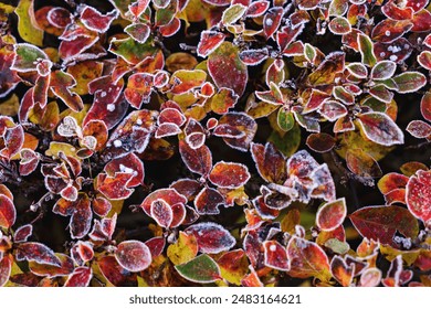 Close-up of colorful autumn leaves covered with light frost, showcasing transition from autumn to winter with vibrant reds, yellows, and greens - Powered by Shutterstock