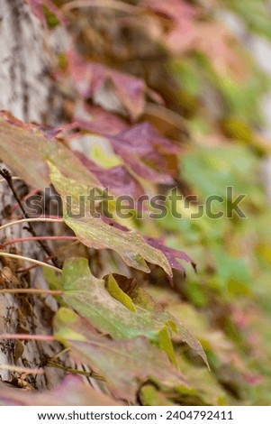 A close-up of colorful autumn leaves. 
This photo captures the beauty and vibrancy of colorful autumn leaves. The photo is taken from a close-up perspective, allowing the viewer to see the intricate..