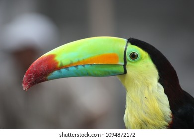 Download Exotic Parrot High Res Stock Images Shutterstock