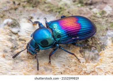 A closeup of a colorful beetle crawling on the ground - Powered by Shutterstock