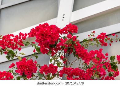 Closeup Of Colorful Bright Red Bougainvillea Flowers In Tropical City Of Miami, Florida With Background Of Apartment Building Wall In South Beach