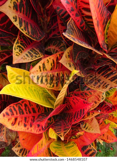 Closeup Colorful Dieffenbachia Leaves Stock Photo Edit Now