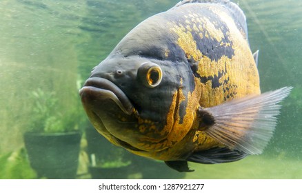 Close-up Of Colorful Fish Is Looking At You Behind The Glass, Yellow, Blue And Green Elements.