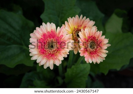 Close-up of colorful Gerbera flowers blooming in the garden with natural soft sunlight on a dark green background and vignetted. 