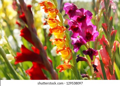 Closeup Of Colorful Gladioli