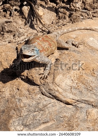 
A close-up of a colorful lizard with an open mouth, resting on a sunlit rock. The reptile’s scales display vibrant patterns of red, blue, and green. Captured in its natural desert environment.

