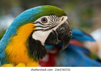 Closeup of colorful macaw bird face. Macro parrot bird head.Blue and gold Macaw parrot. Exotic colorful beautiful African macaw parrot.Bird watching in safari, South Africa wildlife.