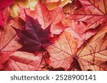 Close-up of colorful maple leaves. Top table view on multi-colored bright maple leaves. Fall background