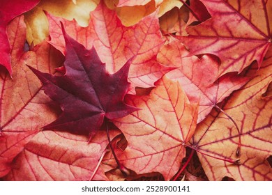 Close-up of colorful maple leaves. Top table view on multi-colored bright maple leaves. Fall background - Powered by Shutterstock