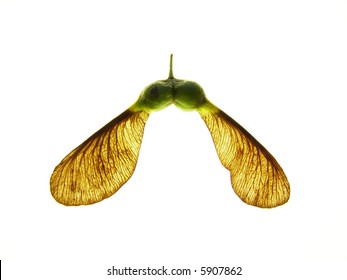 Sycamore Tree Seed High Res Stock Images Shutterstock