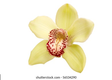 Yellow-orchids Images, Stock Photos & Vectors | Shutterstock