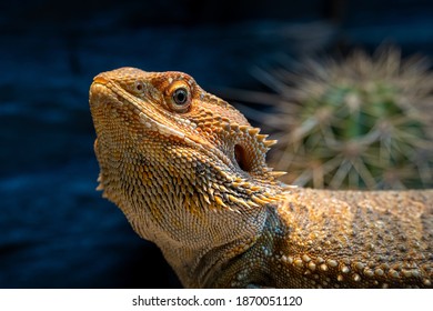close-up of a colorful pogona in a vivarium. green bokeh in the background with cactus.