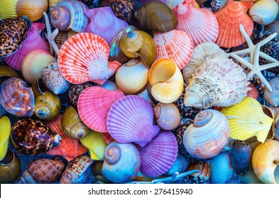  Closeup of colorful sea shells in different shapes - Powered by Shutterstock