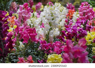 A closeup of colorful snapdragon flowers growing in a field on a sunny day