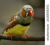 Close-up of a colorful zebra finch perched on a branch with a blurred background.