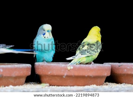 close-up of colourful budgerigars (common parakeet, shell parakeet, Melopsittacus undulatus), one blue and one yellow and green, in an aviary