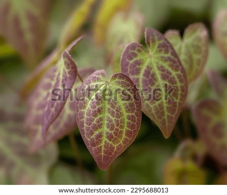 Closeup of colourful leaves of Epimedium × versicolor 'Sulphureum' in a garden in Spring.  