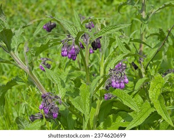 Close-up of Comfrey flowers, selective focus Symphytum officinale