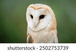 Close-up of a Common Barn Owl perched gracefully. Its distinctive heart-shaped face and mottled feathers are clearly visible, showcasing its beauty in a serene, natural setting.