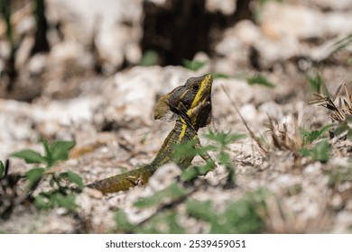 A close-up of a common basilisk lizard perched atop a rocky outcrop