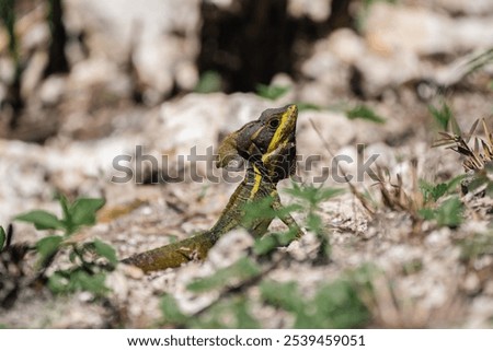 A close-up of a common basilisk lizard perched atop a rocky outcrop
