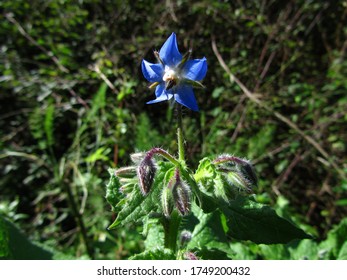 A Closeup Of Common Borage Flower Plant