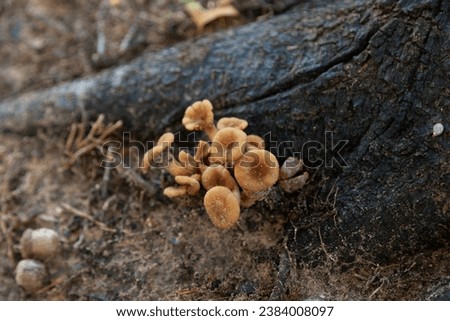Closeup of common brown Podoscypha wood-rotting mushroom fungus growing at the base of the root flare of the tree showing root rot disease in a cluster of the mushroom tops.